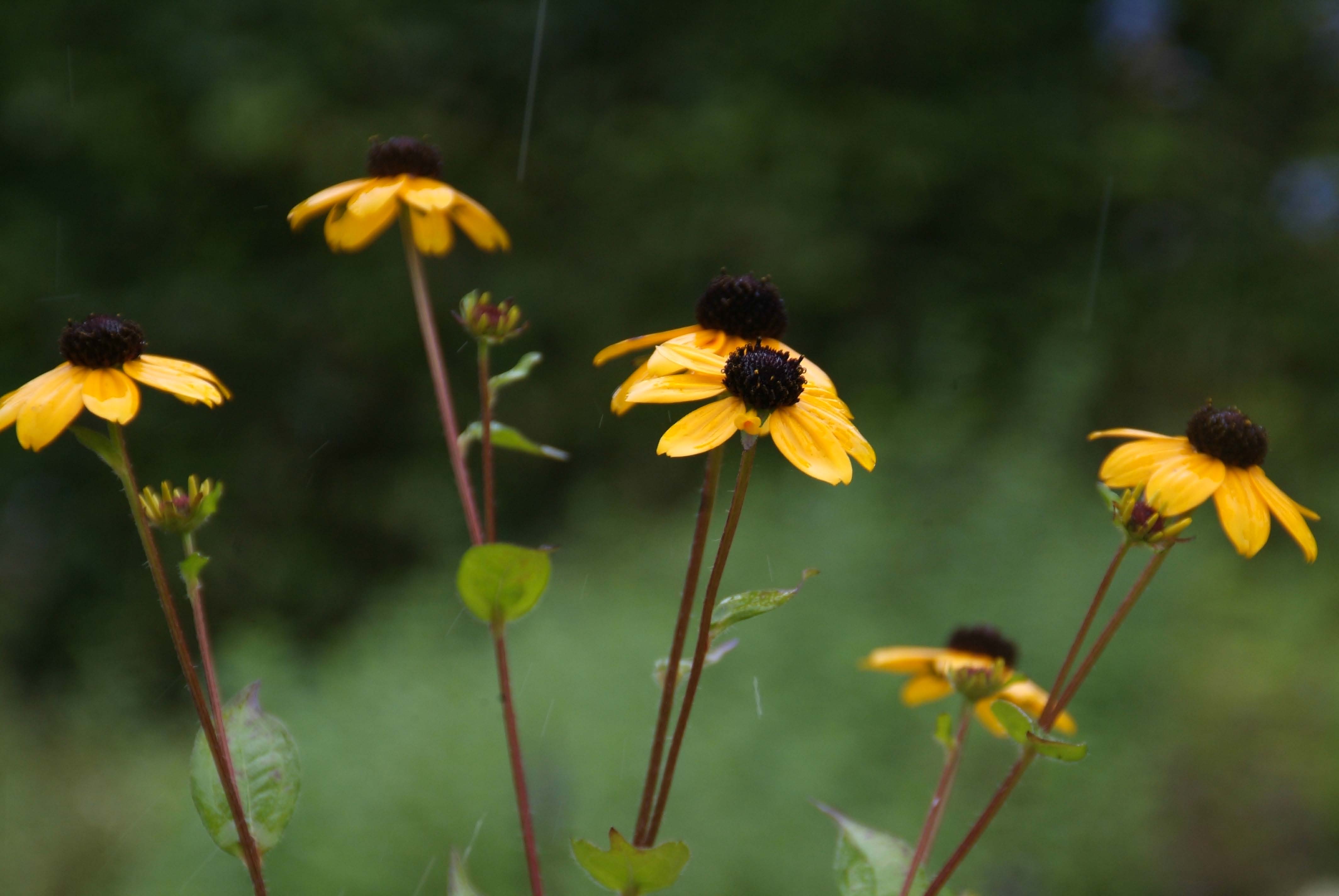 Rudbeckia triloba bestellen